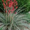 Red Yucca - 3 Gallon Pot
