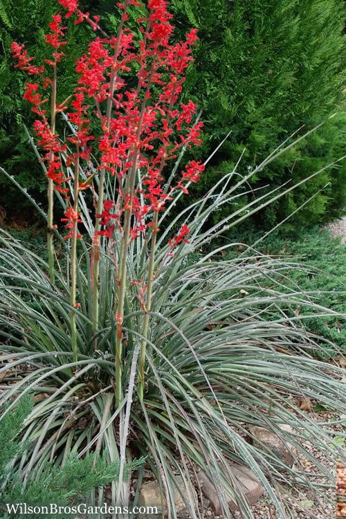 Red Yucca - 3 Gallon Pot Red Yucca - 3 Gallon Pot -Garden Plants shop Yucca Red 8