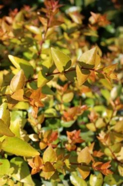 Canyon Creek Abelia - 3 Gallon Pot 6 Canyon Creek Abelia - 3 Gallon Pot -Garden Plants shop abelia grandiflora canyon creek 1