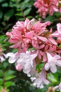 Canyon Creek Abelia - 3 Gallon Pot 3 Canyon Creek Abelia - 3 Gallon Pot -Garden Plants shop abelia grandiflora canyon creek 3