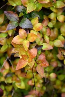 Canyon Creek Abelia - 3 Gallon Pot 5 Canyon Creek Abelia - 3 Gallon Pot -Garden Plants shop abelia grandiflora canyon creek 4