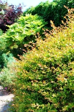 Canyon Creek Abelia - 3 Gallon Pot 4 Canyon Creek Abelia - 3 Gallon Pot -Garden Plants shop abelia grandiflora canyon creek 6