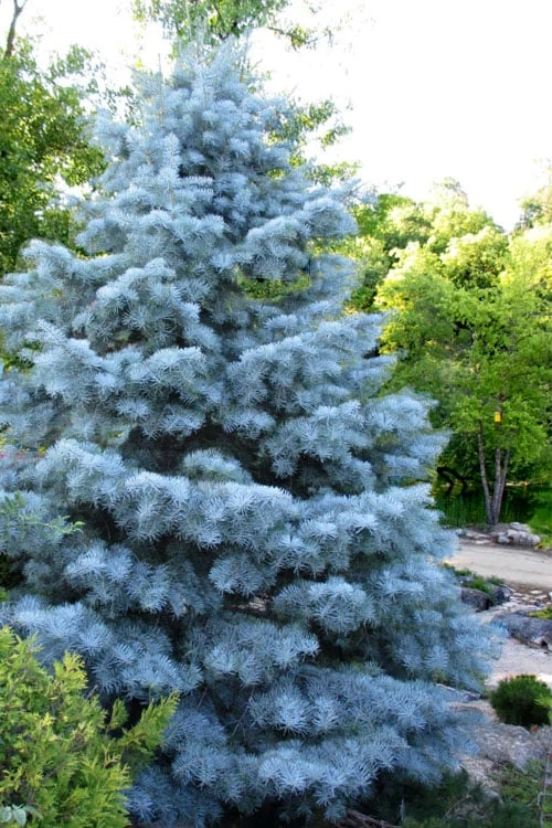 Blue Cloak White Fir (Abies concolor) - 1 Gallon Pot Blue Cloak White Fir (Abies Concolor) - 1 Gallon Pot -Garden Plants shop abies concolor blue cloak white fir 1