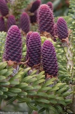 Horstmann's Silberlocke Korean Fir - 2 Gallon Pot -Garden Plants shop abies koreana hortmanns silberlocke korean fir 3 1