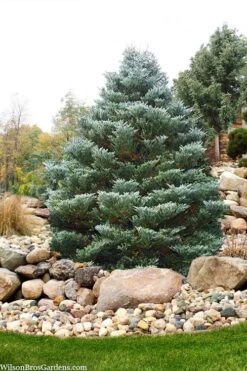Horstmann's Silberlocke Korean Fir - 2 Gallon Pot -Garden Plants shop abies koreana hortmanns silberlocke korean fir 6 1