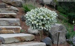 Ice Breaker Korean Fir (Single Trunk Topiary) - 1 Gallon Pot -Garden Plants shop abies koreana kouhouts ice breaker korean fir 2 2