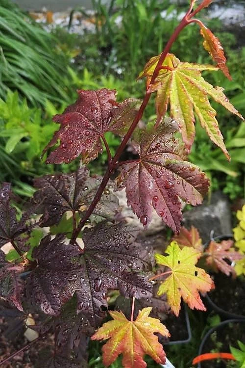 Burgundy Jewel Vine Maple (Acer circinatum) - 5 Gallon Pot Burgundy Jewel Vine Maple (Acer Circinatum) - 5 Gallon Pot -Garden Plants shop acer circinatum burgundy jewel vine maple 1