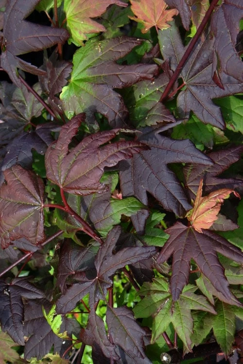 Burgundy Jewel Vine Maple (Acer circinatum) - 5 Gallon Pot Burgundy Jewel Vine Maple (Acer Circinatum) - 5 Gallon Pot -Garden Plants shop acer circinatum burgundy jewel vine maple 4