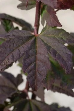 Burgundy Jewel Vine Maple (Acer Circinatum) - 5 Gallon Pot 7 Burgundy Jewel Vine Maple (Acer Circinatum) - 5 Gallon Pot -Garden Plants shop acer circinatum burgundy jewel vine maple 5