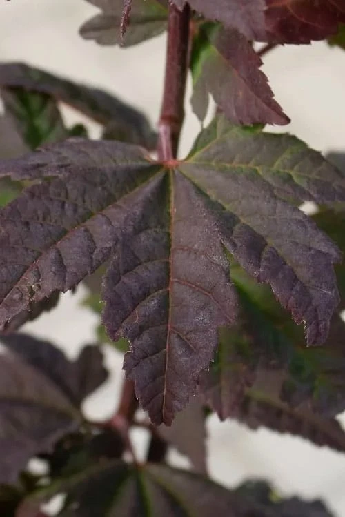 Burgundy Jewel Vine Maple (Acer circinatum) - 5 Gallon Pot Burgundy Jewel Vine Maple (Acer Circinatum) - 5 Gallon Pot -Garden Plants shop acer circinatum burgundy jewel vine maple 5