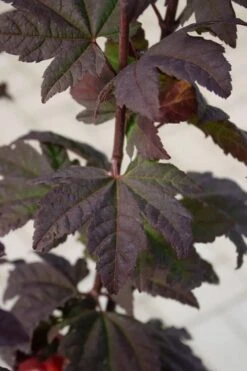 Burgundy Jewel Vine Maple (Acer Circinatum) - 5 Gallon Pot 3 Burgundy Jewel Vine Maple (Acer Circinatum) - 5 Gallon Pot -Garden Plants shop acer circinatum burgundy jewel vine maple 6