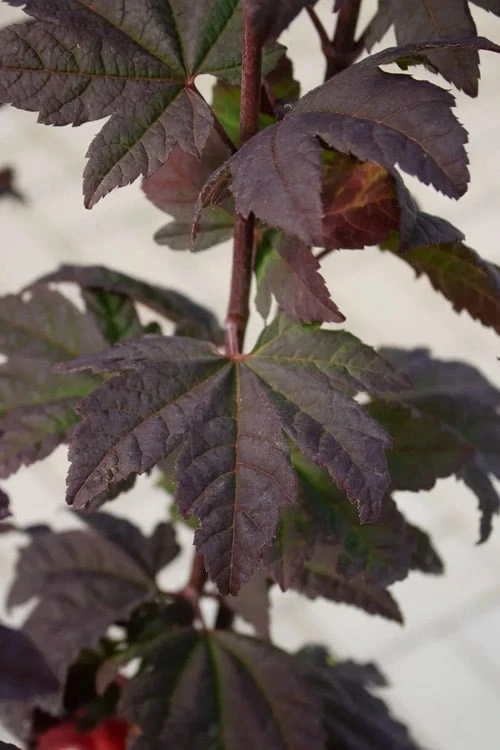 Burgundy Jewel Vine Maple (Acer circinatum) - 5 Gallon Pot Burgundy Jewel Vine Maple (Acer Circinatum) - 5 Gallon Pot -Garden Plants shop acer circinatum burgundy jewel vine maple 6