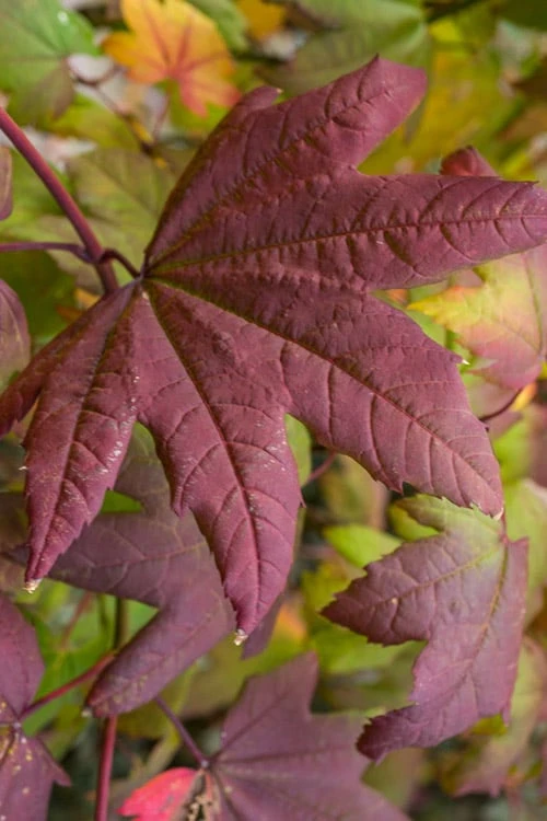 Burgundy Jewel Vine Maple (Acer circinatum) - 5 Gallon Pot Burgundy Jewel Vine Maple (Acer Circinatum) - 5 Gallon Pot -Garden Plants shop acer circinatum burgundy jewel vine maple 7