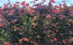 Burgundy Jewel Vine Maple (Acer Circinatum) - 5 Gallon Pot 4 Burgundy Jewel Vine Maple (Acer Circinatum) - 5 Gallon Pot -Garden Plants shop acer circinatum burgundy jewel vine maple 8