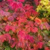 Dancing Peacock Japanese Maple (Acer Japonicum 'Aconitifolium') - 3 Gallon Pot (3-4')