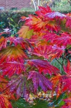 Dancing Peacock Japanese Maple (Acer Japonicum 'Aconitifolium') - 3 Gallon Pot (3-4') -Garden Plants shop acer japonicum aconitifolium dancing peacock japanese maple 5