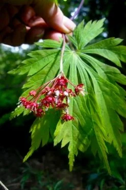 Dancing Peacock Japanese Maple (Acer Japonicum 'Aconitifolium') - 3 Gallon Pot (3-4') -Garden Plants shop acer japonicum aconitifolium dancing peacock japanese maple 6