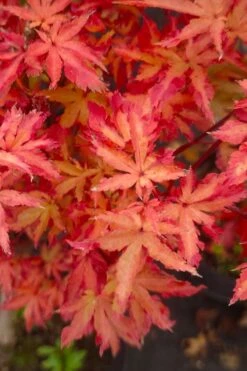 Anne Irene Japanese Maple - 3 Gallon Pot -Garden Plants shop acer palmatum anne irene japanese maple 5