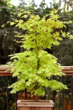 Anne Irene Japanese Maple - 3 Gallon Pot -Garden Plants shop acer palmatum anne irene japanese maple 7