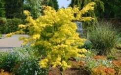 Anne Irene Japanese Maple - 3 Gallon Pot -Garden Plants shop acer palmatum anne irene japanese maple 8