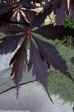 Black Lace Japanese Maple - 6 Gallon Pot 3 Black Lace Japanese Maple - 6 Gallon Pot -Garden Plants shop acer palmatum black lace japanese maple 3