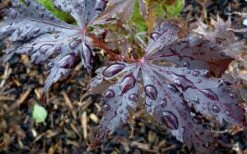 Black Lace Japanese Maple - 6 Gallon Pot 5 Black Lace Japanese Maple - 6 Gallon Pot -Garden Plants shop acer palmatum black lace japanese maple 4