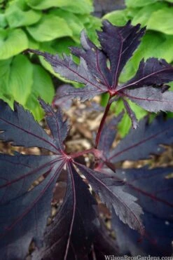 Black Lace Japanese Maple - 6 Gallon Pot 9 Black Lace Japanese Maple - 6 Gallon Pot -Garden Plants shop acer palmatum black lace japanese maple 5