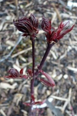 Black Lace Japanese Maple - 6 Gallon Pot 7 Black Lace Japanese Maple - 6 Gallon Pot -Garden Plants shop acer palmatum black lace japanese maple 8