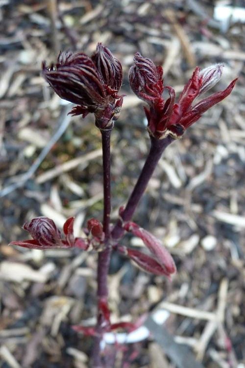Black Lace Japanese Maple - 6 Gallon Pot Black Lace Japanese Maple - 6 Gallon Pot -Garden Plants shop acer palmatum black lace japanese maple 8