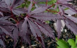 Black Lace Japanese Maple - 6 Gallon Pot 6 Black Lace Japanese Maple - 6 Gallon Pot -Garden Plants shop acer palmatum black lace japanese maple 9