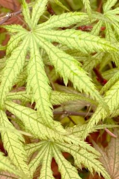 Blonde Beauty Japanese Maple - 3 Gallon Pot -Garden Plants shop acer palmatum blonde beauty japanese maple 3