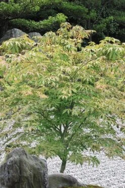 Blonde Beauty Japanese Maple - 3 Gallon Pot -Garden Plants shop acer palmatum blonde beauty japanese maple 5