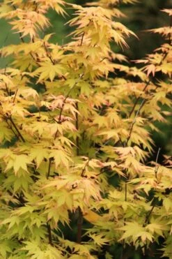 Spring Orange Japanese Maple (Acer Palmatum 'Daidai Haru) - 3 Gallon Pot -Garden Plants shop acer palmatum daidai haru japanese maple 3
