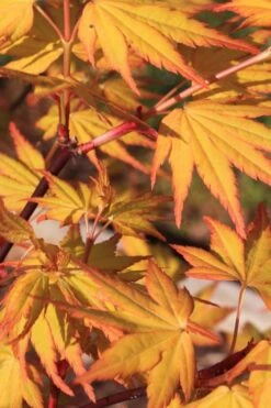 Spring Orange Japanese Maple (Acer Palmatum 'Daidai Haru) - 3 Gallon Pot -Garden Plants shop acer palmatum daidai haru spring orange japanese maple 4