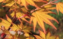 Spring Orange Japanese Maple (Acer Palmatum 'Daidai Haru) - 3 Gallon Pot -Garden Plants shop acer palmatum daidai haru spring orange japanese maple 5