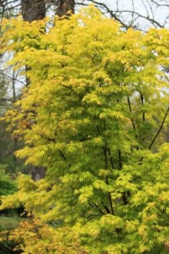 Spring Orange Japanese Maple (Acer Palmatum 'Daidai Haru) - 3 Gallon Pot -Garden Plants shop acer palmatum daidai haru spring orange japanese maple 7