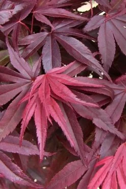 Emperor 1 Japanese Maple - 5 Gallon Pot (6-7') -Garden Plants shop acer palmatum emperor 1 japanese maple 20