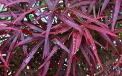 Ribbon Leaf Japanese Maple (Acer Palmatum 'Atrolineare') - 3 Gallon Pot -Garden Plants shop acer palmatum filifera purpurea 3