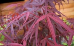 Ribbon Leaf Japanese Maple (Acer Palmatum 'Atrolineare') - 3 Gallon Pot -Garden Plants shop acer palmatum filifera purpurea 4