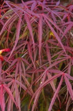 Ribbon Leaf Japanese Maple (Acer Palmatum 'Atrolineare') - 3 Gallon Pot -Garden Plants shop acer palmatum filifera purpurea 5