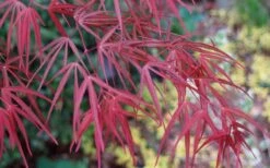 Ribbon Leaf Japanese Maple (Acer Palmatum 'Atrolineare') - 3 Gallon Pot -Garden Plants shop acer palmatum filifera purpurea 6