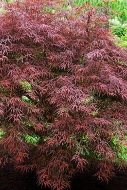 Ribbon Leaf Japanese Maple (Acer Palmatum 'Atrolineare') - 3 Gallon Pot -Garden Plants shop acer palmatum filifera purpurea 7