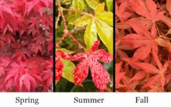 Gable's Glory Chameleon Japanese Maple - 1 Gallon Pot -Garden Plants shop acer palmatum gables glory japanese maple 1