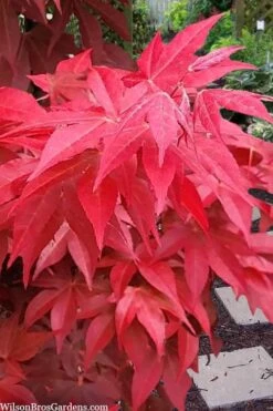 Gable's Glory Chameleon Japanese Maple - 1 Gallon Pot -Garden Plants shop acer palmatum gables glory japanese maple 2