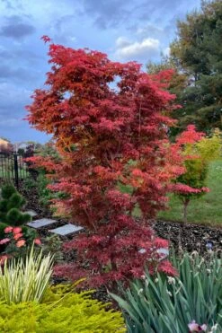 Gable's Glory Chameleon Japanese Maple - 1 Gallon Pot -Garden Plants shop acer palmatum gables glory japanese maple 6
