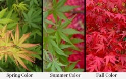 Glowing Embers Japanese Maple - 3 Gallon Pot -Garden Plants shop acer palmatum glowing embers japanese maple 21