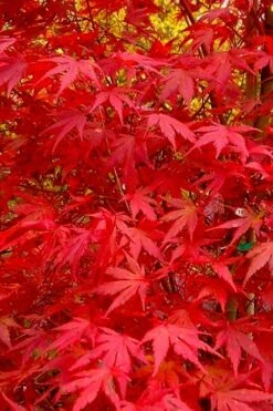 Glowing Embers Japanese Maple - 3 Gallon Pot -Garden Plants shop acer palmatum glowing embers japanese maple 22