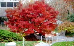 Glowing Embers Japanese Maple - 3 Gallon Pot -Garden Plants shop acer palmatum glowing embers japanese maple 24