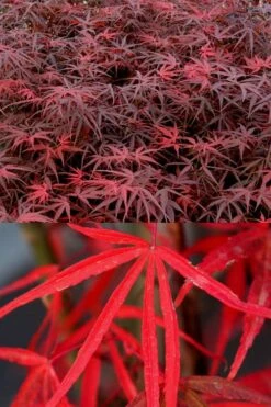 Hubb's Red Willow Japanese Maple - 3 Gallon Pot -Garden Plants shop acer palmatum hubbs red willow japanese maple 1
