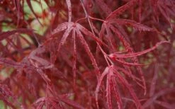Hubb's Red Willow Japanese Maple - 3 Gallon Pot -Garden Plants shop acer palmatum hubbs red willow japanese maple 3